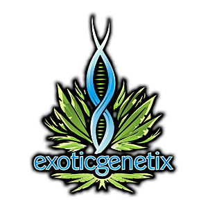 Grand Master Sexy – Exotic Genetix