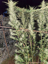 Load image into Gallery viewer, Mother Of All Cherries x Mai Tai Pie