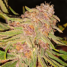 Load image into Gallery viewer, White Cherry