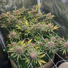 Load image into Gallery viewer, White Cherry