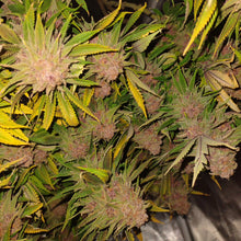 Load image into Gallery viewer, White Cherry