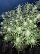 Load image into Gallery viewer, Charlie Foxtrot