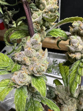 Load image into Gallery viewer, Mother Of All Cherries #2 F2