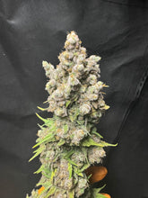 Load image into Gallery viewer, Mother Of All Cherries #2 F2