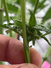 Load image into Gallery viewer, Mother Of All Cherries #2 F2