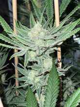 Load image into Gallery viewer, Mother Of All Cherries #2 F2