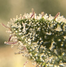 Load image into Gallery viewer, Mother Of All Cherries #2 F2