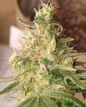 Load image into Gallery viewer, Grimy Ranarr