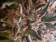 Load image into Gallery viewer, Mother Of All Cherries #1 F2