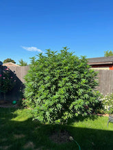 Load image into Gallery viewer, Charlie Foxtrot