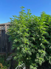 Load image into Gallery viewer, Charlie Foxtrot