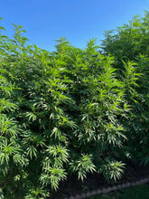 Load image into Gallery viewer, Charlie Foxtrot