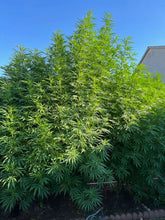 Load image into Gallery viewer, Charlie Foxtrot