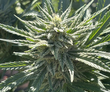 Load image into Gallery viewer, Charlie Foxtrot