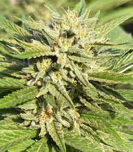 Load image into Gallery viewer, Charlie Foxtrot