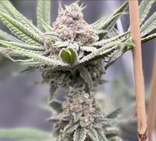 Load image into Gallery viewer, Mother Of All Cherries #2 F2