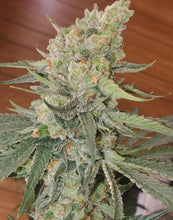 Load image into Gallery viewer, Mother Of All Cherries #1 F2