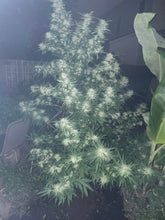 Load image into Gallery viewer, Mother Of All Cherries x (Garlic Breath x Modified Macberry Moonshine)