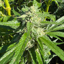 Load image into Gallery viewer, White Cherry