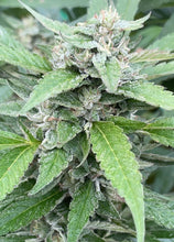 Load image into Gallery viewer, White Cherry