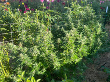 Load image into Gallery viewer, White Cherry