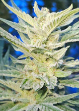 Load image into Gallery viewer, Mother Of All Cherries x Mai Tai Pie