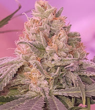 Load image into Gallery viewer, White Cherry