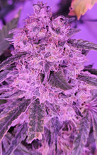 Load image into Gallery viewer, Grimy Ranarr