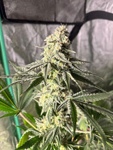 Load image into Gallery viewer, Mother Of All Cherries x Mai Tai Pie