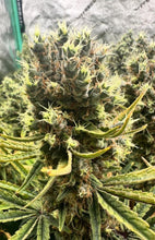 Load image into Gallery viewer, Grimy Ranarr