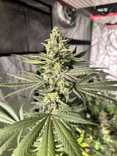 Load image into Gallery viewer, Mother Of All Cherries x Mai Tai Pie