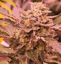 Load image into Gallery viewer, White Cherry