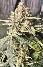 Load image into Gallery viewer, Mother Of All Cherries x Mai Tai Pie