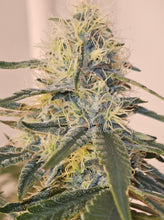 Load image into Gallery viewer, Grimy Ranarr