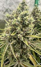 Load image into Gallery viewer, Grimy Ranarr