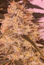 Load image into Gallery viewer, Grimy Ranarr