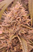 Load image into Gallery viewer, Grimy Ranarr