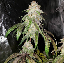 Load image into Gallery viewer, Triangle Kush x T1000