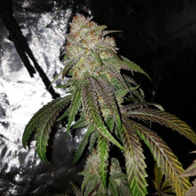 Load image into Gallery viewer, Triangle Kush x T1000