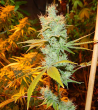 Load image into Gallery viewer, Dragons Glue