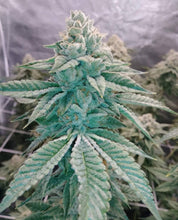 Load image into Gallery viewer, Scott's OG