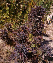 Load image into Gallery viewer, Deep Purple Dashti