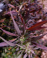 Load image into Gallery viewer, Deep Purple Dashti