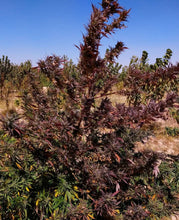 Load image into Gallery viewer, Deep Purple Dashti