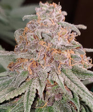 Load image into Gallery viewer, White Cherry