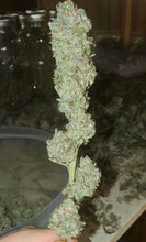 Load image into Gallery viewer, Mother Of All Cherries x (Garlic Breath x Modified Macberry Moonshine)