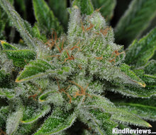 Load image into Gallery viewer, Ghost Train Haze #1