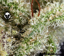 Load image into Gallery viewer, Ghost Train Haze #1