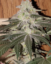 Load image into Gallery viewer, Mother Of All Cherries x (Garlic Breath x Modified Macberry Moonshine)