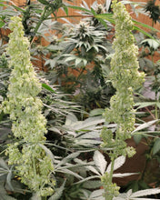 Load image into Gallery viewer, Mother Of All Cherries x (Garlic Breath x Modified Macberry Moonshine)